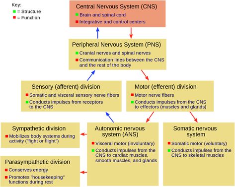 Nervous system - Wikipedia Membran Sel, Nerve Anatomy, Nervous System Activities, Enteric Nervous System, Sistem Saraf, Sensory Nerves, Peripheral Nervous System, Nerve Fiber, Spinal Nerve