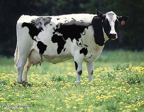 Types of cows Types Of Cows, Holstein Cows, Hidden Images, Cow Pictures, Barnyard Animals, Dairy Cows, Cows Funny, Unusual Animals, Road Trip Fun