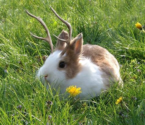 Here is another fact that Bruce “The Jackalope Man” Larkin wants to share with you. Jackalopes have better eyesight than eagles. Better Eyesight, Inktober 2023, Dark Naturalism, Slice Of Life Anime, Pretty Animals, Fluffy Hair, Monsters Inc, May Flowers, Weird Animals