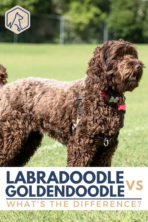 Golden Doodle Vs Labradoodle, Labradoodle Hair, Goldendoodle Full Grown, Labradoodle Vs Goldendoodle, Chocolate Goldendoodle, White Labradoodle, Doodle Breeds, Australian Labradoodles, Puppy Fever