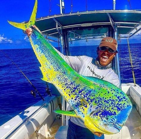 One of the best mahi mahi close up pictures 👌 @anki_othberg Check out Crazy Spearfishing stories! LINK IN BIO👇👇👇… Rare Fish, Giant Fish, Big Game Fishing, Monster Fishing, Salt Water Fishing, Salt Water Fish, Cool Fish, Fishing Pictures, Fishing Guide