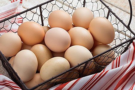 How to Store Eggs in Lime Water - Cackle Hatchery Best Chickens For Eggs, Chicken Breeds Chart, Orpington Chickens, Buff Orpington Chickens, Preserving Eggs, Storing Eggs, Chickens For Sale, Buff Orpington, Golden Chicken