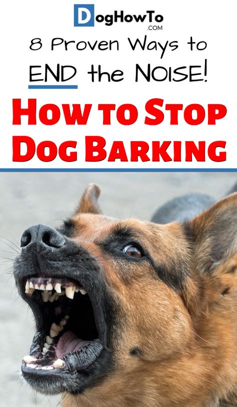 Background Grey, Dog Commands, Stop Dog Barking, Dog Brain, Bad Behavior, Aggressive Dog, Dog Info, Dog Hacks, Training Your Puppy