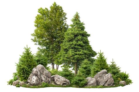 Forest Shrubs, Shrubs For Landscaping, Trees Garden, Black River, Rock Gardens, Fir Trees, Rock Garden Landscaping, Tree Images, Clipping Masks