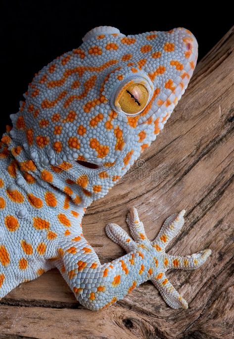 Tokay Gecko, Mebel Antik, Gecko Habitat, Cute Lizard, Cute Reptiles, Crested Gecko, Chameleons, Reptiles Pet, Pet Hacks