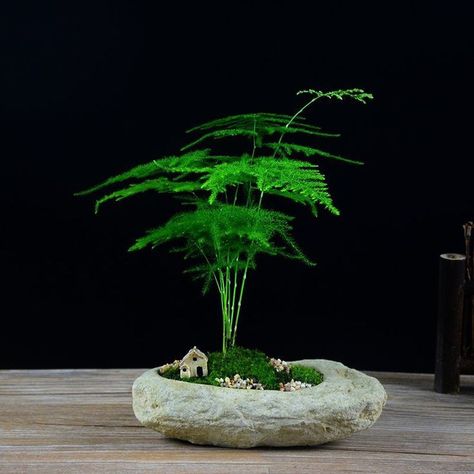 Zen Plants Indoor, Japanese Plants Indoor, Asparagus Setaceus, Asparagus Plant, Miniature Zen Garden, Japanese Plants, Indoor Plants Styling, Bonsai Tree Care, Mini Zen Garden