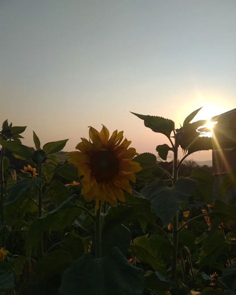 the only sunflower against the sun 🌞. #linopicss #photography #aesthetic #sunflower #fyp Aesthetic Sunflower, Sunflower Aesthetic, Sun Flowers, Photography Aesthetic, The Sun, Sunflower, Sun, Photography, Quick Saves