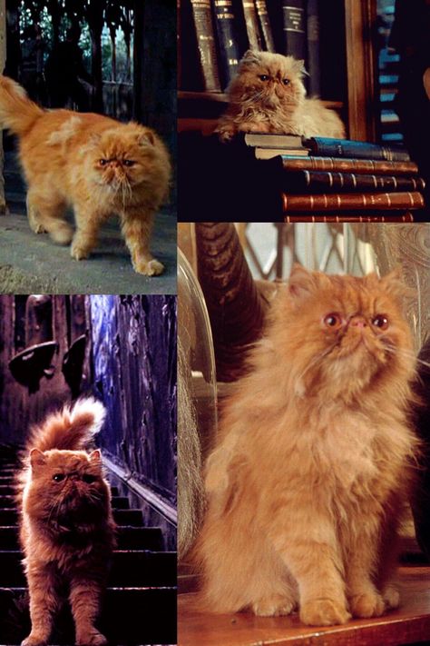 Crookshanks Costume, Hermione Crookshanks, Harry Potter Cats, Cat Harry Potter, Hermione's Cat, Harry Potter Cat, Wild Animals Attack, Shifting Script, Harry Potter Quilt