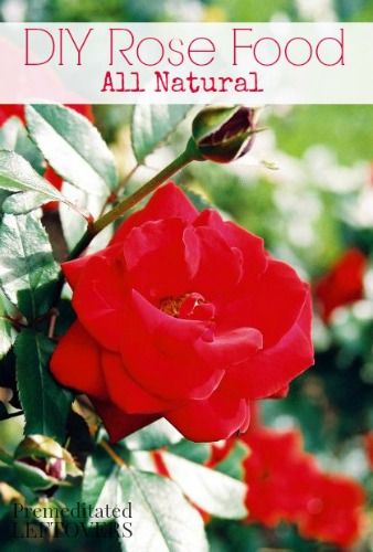 Epsom Salt Garden, Rose Food, Rose Recipes, Diy Rose, Thrifty Thursday, Rose Plant, Garden Hacks, Rose Care, Gardening Diy