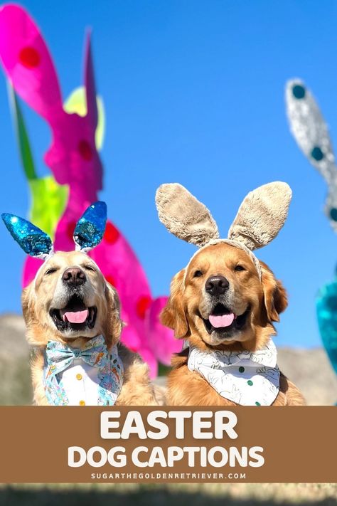 Cute bunnies, colorful eggs, and adorable dogs go hand in hand during Easter celebrations! Make your pup's Easter photos even more pawesome with our list of wagging-worthy captions. Explore the link for the list of Easter captions for your dog photos. #dogquotes Easter Sayings Quotes, Easter Captions, Easter Sayings, Dog Captions, Cute Dog Costumes, Homemade Dog Treat Recipes, Dog Easter, Dog Puns, Colorful Eggs