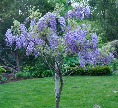 Wisteria Trellis, Wisteria Arbor, Wisteria Plant, Wisteria Tree, Street Trees, Garden Vines, Garden Trees, Growing Tree, Flowering Trees