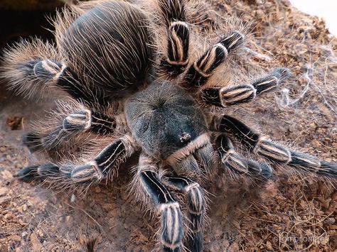 PINK ZEBRA TARANTULA (Roze zebra vogelspin) Tarantula Habitat, Arachnids Spiders, Danger Noodle, Wolf Spider, Creepy Photos, Human Babies, Creepy Crawlies, Arachnids, Pink Zebra