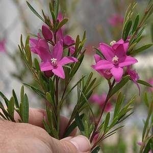 Crowea 'Festival'   (Crowea exalata x saligna) Category: Shrub Family: Rutaceae (Citrus) Origin: Australia (Australasia) Evergreen: Yes Flower Color: Pink Bloomtime: Year-round Fragrant Flowers: Yes Parentage: (Crowea exalata x C. saligna) Height: 3-4 feet Width: 3-4 feet Exposure: Cool Sun/Light Shade Drought Tolerant: Yes Irrigation (H2O Info): Low Water Needs Winter Hardiness: 15-20° F Crowea Flower, Low Water Plants, Bach Flowers, Front Yard Plants, Australian Natives, Birth Poster, African Plants, Australian Christmas, California Native Plants