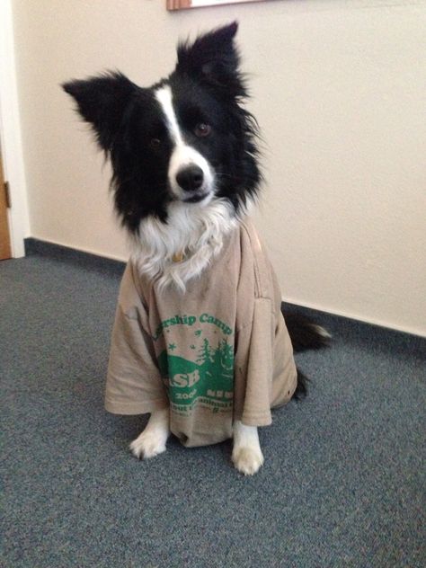 She keep playing with my shirt so now she has to wear it My Shirt, Pets 3, Pretty Dogs, Pretty Animals, Border Collies, Collie Dog, Silly Animals, Cute Cats And Dogs, Sweet Animals