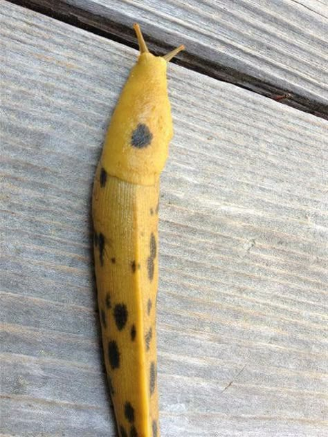 Banana Slug, Pet Snails, Cool Bugs, Beautiful Bugs, Creepy Crawlies, Arthropods, Little Critter, Ceramic Animals, Bugs And Insects