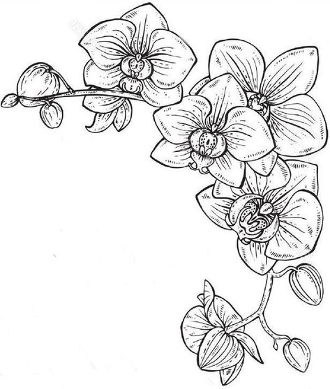 Orchid Tattoo Design, Orchid Flower Tattoos, Tattoo Line Art, Orchid Drawing, Tattoo Line, Orchid Tattoo, Kunst Tattoos, Flower Line Drawings, Flower Sketches