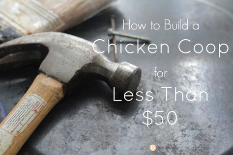 Cheap Chicken Coop, Backyard Hens, Build A Chicken Coop, Cheap Chicken Coops, Portable Chicken Coop, Nest Box, Best Chicken Coop, Chicken Coop Designs, Coop Plans