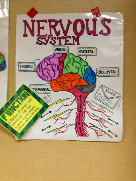 Nervous system Nervous System Craft, Nervous System Projects, Apologia General Science, Body Systems Project, Human Body System, 2024 Planning, Nervous System Activities, Human Nervous System, Stem Elementary