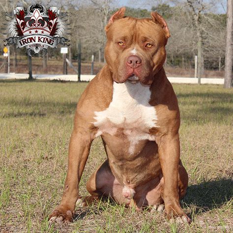 Iron King's Tonka , one of our best productions and definitely one of our best producers !  www.ironkingkennels.com #rednose #pitbull Rednose Pitbull, Iron King, Pitbull Dog Breed, Pitt Bulls, Bully Breeds Dogs, Red Nose Pitbull, Huge Dogs, American Pitbull, Bully Breeds