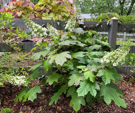 'Snowflake' Oakleaf Hydrangea has No Fragrance and No Bees. A Cultivar Fail? - GardenRant Townhouse Garden, Hydrangea Quercifolia, Oakleaf Hydrangea, Ruby Slippers, Public Garden, Native Plants, How Can, Hydrangea, Bee