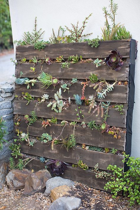 I have been wanting to do this project for over a year. This pallet has literally been sitting in my backyard just waiting for me to get motivated....and I am thankful I finally did! After much Pinterest educating, I tackled this long overdue project....can you tell I love succulents this now is the 4th or 5th succulent project I have made! Supplies: Pallet Landscaping Fabric Staple Gun 5 Cubic feet of Dirt (I bought the kind specific for succulents) Succulents Step 1: Obtain a Pa… Succulent Wall Garden, Vertical Succulent Gardens, Succulent Planter Diy, Succulent Garden Indoor, Vertical Vegetable Garden, Decoration Shabby, Vertical Herb Garden, Succulent Garden Diy, Succulent Wall