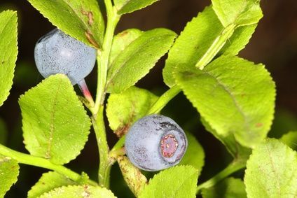 How to Grow Blueberries in Raised Beds thumbnail Growing Blueberries Bushes, Blueberries In Containers, Garden In A Pot, Blueberry Images, Grow Blueberries, Alkaline Soil, Growing Blueberries, Bush Garden, Blueberry Plant