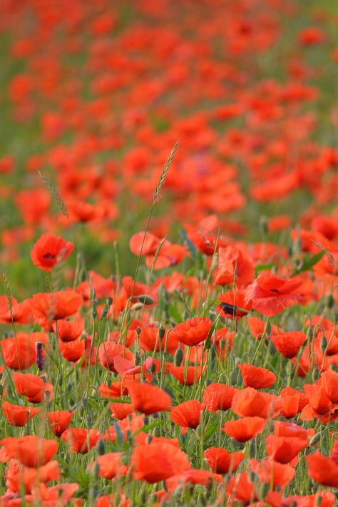 Flanders Fields Poem, Battle Of Passchendaele, Battle Of Ypres, Travel Belgium, John Mccrae, Flanders Field, Field Museum, Armistice Day, Canadian Army