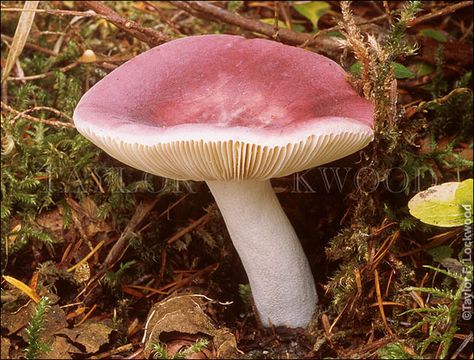 Russula Mushroom, Mushroom Images, Mushroom Pictures, Vascular Plant, Slime Mould, Mushroom Fungi, Wild Mushrooms, Mushroom Art, Fantasy Creatures Art