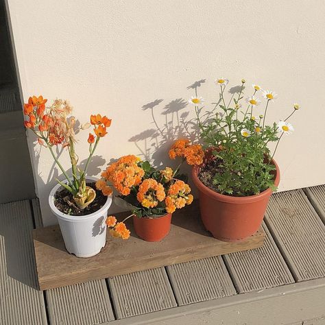 Plant Aesthetic, Orange Aesthetic, Plant Mom, My Flower, Land Scape, Wall Collage, Pretty Flowers, Pretty Pictures, Potted Plants