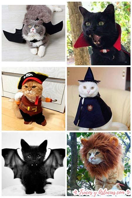 Diy Kitten Clothes, Diy Cat Costume, Halloween Costumes For Cats, Diy Halloween Cat, Costumes For Cats, Cat Costume Halloween, Halloween Pets, Baby Jungle Animals, Best Friend Halloween Costumes