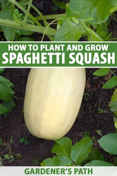 Spaghetti squash is so named thanks to the delicious, nutritious, spaghetti-like strands it contains. It's a healthy pasta alternative and is gluten-free and paleo-friendly. Learn how to plant and grow this heat-tolerant winter squash at home now on Gardener's Path. #spaghettisquash #vegetablegarden #gardenerspath Spaghetti Squash Growing, How To Grow Spaghetti Squash, Planting Spaghetti Squash, Spaghetti Squash Plant, Spaghetti Squash Seeds, Squash Trellis, Spaghetti Squash Recipes Easy, Growing Vegetables At Home, Squash Plant