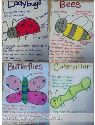 Insect Anchor Charts Insects Kindergarten, Insect Unit, Insects Preschool, Kindergarten Anchor Charts, Science Anchor Charts, Bugs Preschool, Insect Activities, Spring Kindergarten, Insect Crafts