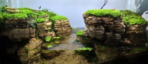 Rock Strata, Chameleon Cage, Water Terrarium, Frog Terrarium, Frog Tank, River Style, Amazing Aquariums, Turtle Habitat, Aquascape Design