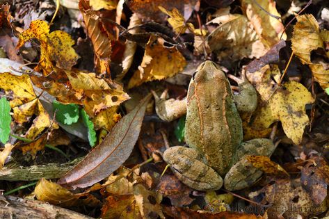 Frog in the autumn leaf litter | Rana temporaria (Anura, Ran… | Flickr Leaf Litter, Autumn Leaf, Macro Lens, Eos, Autumn Leaves, Canon, Animals, Nature