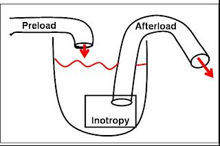 Cardiac Medications, Cardiac System, Cardiac Cath Lab, Nursing Cardiac, Cardiac Cath, Cardiovascular Nursing, Cardiac Output, Heart Nursing, Nursery Nurse