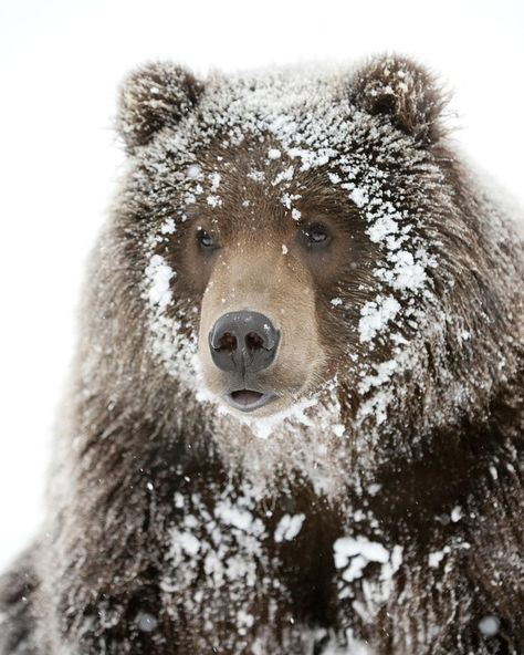 Me in winter season. #bear #snow #winter #season #yummy #animal #beast #beardedvillains #beastmode #instamoment #insta #instagram… Chloe Core, Photo Ours, Alaska Wildlife, Funny Bears, Bear Pictures, Winter Scenery, Bear Art, Wildlife Conservation, Grizzly Bear