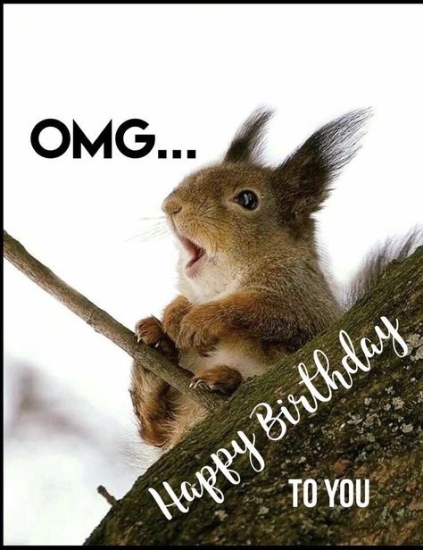 OMG... Happy birthday... Funny Squirrel Squirrel Birthday Funny, Squirrel Happy Birthday Funny, Happy Birthday Squirrel, Squirrel Birthday, Funny Happy Birthday Messages, Birthday Sayings, Funny Happy Birthday Meme, Cute Birthday Wishes, Best Birthday Quotes