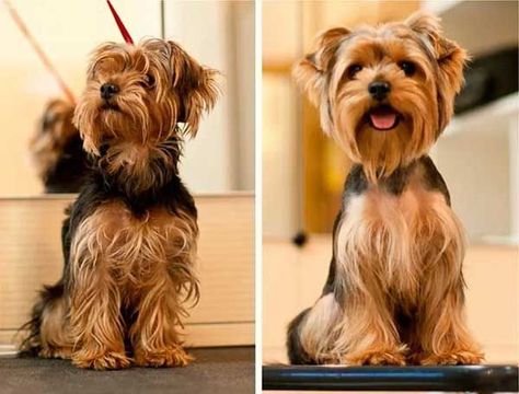 Yorkie With Floppy Ears, Floppy Ear Yorkie Haircuts, Yorkie Poo Haircut, Ears Picture, Yorkie Grooming, Yorkshire Terrier Grooming, Yorkie Cuts, Yorkie Hairstyles, Yorkie Haircuts