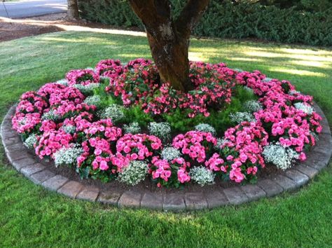 Stunning Begonia Bed Flower Bed Arrangements Front Yards, Annual Flower Beds, Tree Landscaping, Ideas Jardin, Taman Diy, Landscaping Around Trees, Vertical Planter, Desain Lanskap, Walled Garden