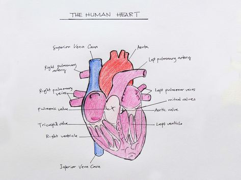 16+ Anatomical Drawing Of Heart Check more at https://drawingwow.com/16-anatomical-drawing-of-heart/ Simple Heart Diagram, Animal Cell Model Project, Heart Anatomy Drawing, Human Heart Diagram, Animal Cell Model, Cell Model Project, Anatomical Heart Drawing, Human Heart Drawing, Heart Structure