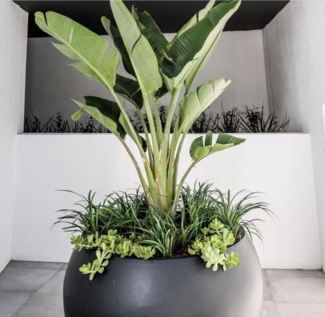 Styling Plants, Pergola Garden, Creating Texture, The Balcony, Container Flowers, Outdoor Pergola, Pool Landscaping, Balcony Garden, Instagram Live