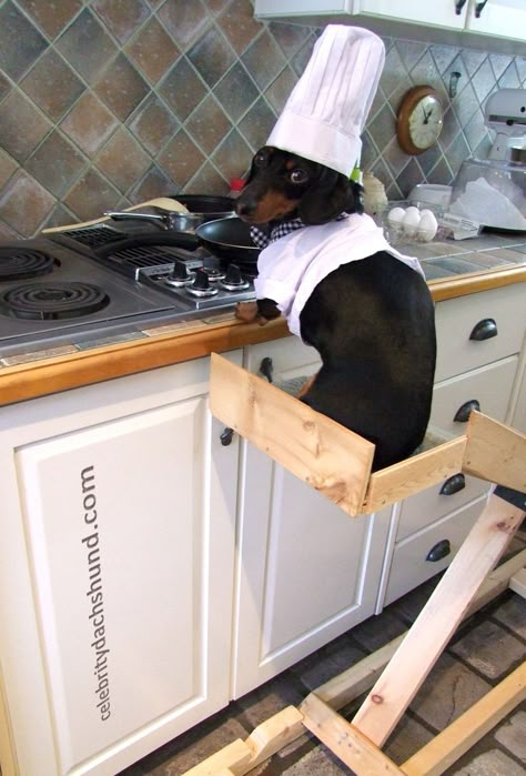 Cooking Sous Chef, Funny Dachshund, Weenie Dogs, Silly Dogs, Dachshund Puppies, Dachshund Love, Silly Animals, Weiner Dog, Wiener Dog