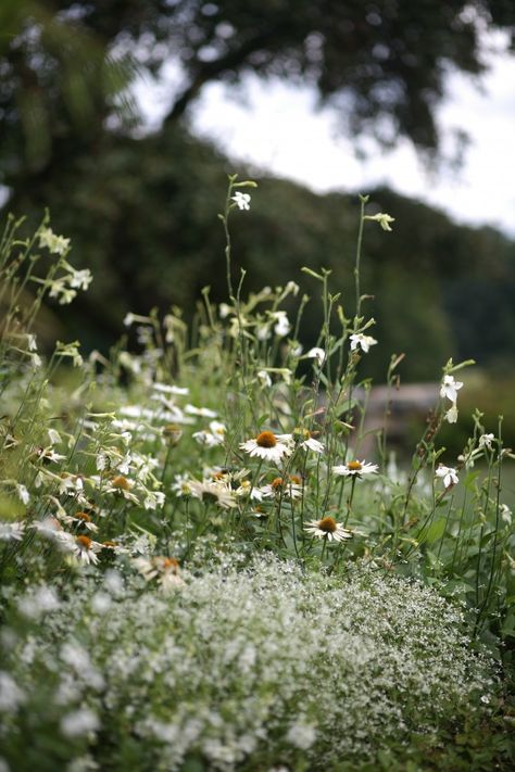 Color Story: 15 Favorite White-on-White Gardens White Flower Farm, Meadow Garden, Pallet Garden, Moon Garden, Wildflower Garden, Garden Photography, Plant Combinations, Natural Garden, White Gardens