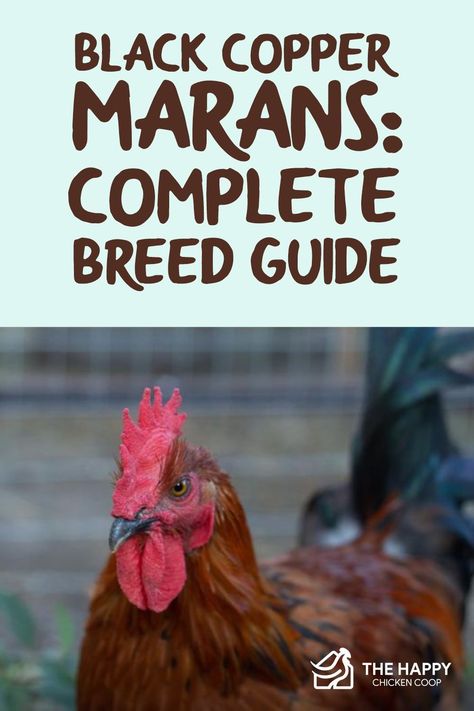 French Black Copper Maran Chicken, Blue Copper Marans, Rabbit Coop, Homestead Blessings, Copper Maran, Maran Chickens, Black Copper Marans, Chicken Raising, Chicken Barn