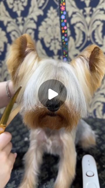 Yorkies Gram on Instagram: "New haircut 🐶🐶 @bijoupetspa ➖ Follow 👉@yorkies.gram  Follow 👉@yorkies.gram Follow 👉@yorkies.gram -------------------------------------------------------------- 🎥 @bijoupetspa  -------------------------------------------------------------- (Dm for credit or removal / All rights® are reserved & belong to their respective owners) ➖  Follow and tag us for chance to be featured! ➖ Tag your friends who need to see this❗ ➖ . . . . . .  #sisters #love #purelove #yorkiefamily #yorkielove #yorkiecute #yorkies #yorkiegram #yorkiesofinstagram #yorkiefamous #yorkielife #yorkiemom #lovethem #myloves #instagood #instafamous #happy #happydogs #bestdogever #cute #cuteness #cutenessoverload" Yorkie Haircut Short, Yorkie Face Grooming, Short Shitzu Haircut, Yorky Haircuts, Short Yorkie Haircut, Yorkie Grooming Styles, Morkie Haircut Hairstyles, Haircuts For Yorkies, Yorkiepoo Haircuts