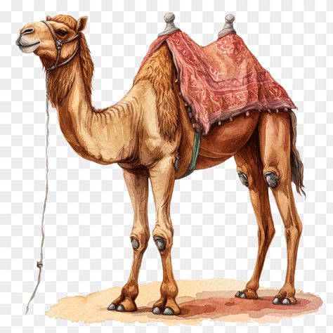 Desert Camel Watercolor Clipart Camel Drawing, Camel Character Design, Desert Animals Illustration, Camel Illustration, Camels Illustration, Clock Clipart, Cute Alarm Clock, Camping Clipart, Riding Camels In Egypt