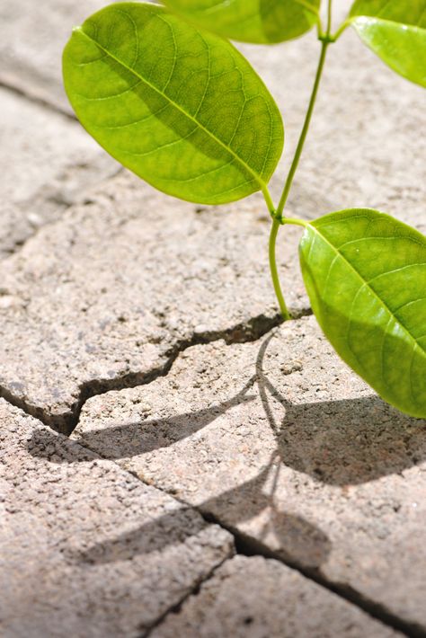 Physical weathering refers to things breaking down or breaking apart. Lots of different examples of physical weathering are found in nature. Resilience Images, Physical Weathering, Chemical Weathering, Urban Nature, Nature Activities, Rock Formations, Of The Earth, Geology, Plant Leaves