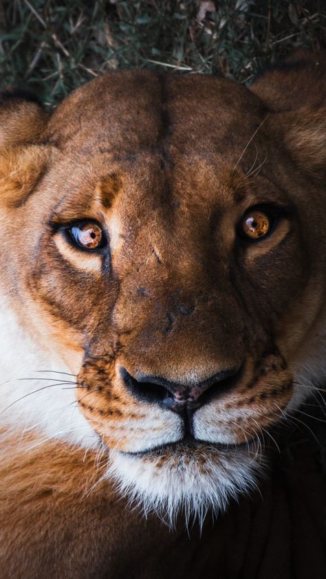 Lioness, female lion, curious, muzzle, close up, 720x1280 wallpaper Lion Female Wallpaper, Female Lion Aesthetic, Lion Astethic, Lioness Wallpaper, Lioness Wallpapers, Lioness Photography, Lion Female, Lioness Tattoo, Female Lion