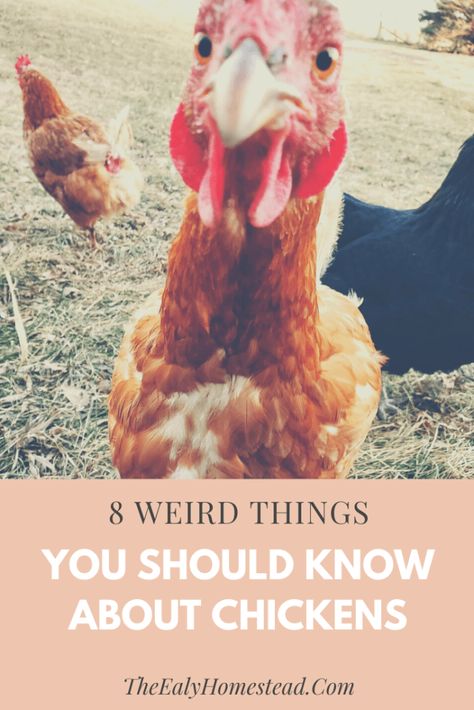 8 Weird Things You Should Know About Chickens | The Ealy Homestead Sunny Funny, Urban Chicken Farming, Chicken Pecking, Baby Chicks Raising, Chicken Care, Raising Chicks, Chicken Ranch, Chicken Keeping, Urban Chickens