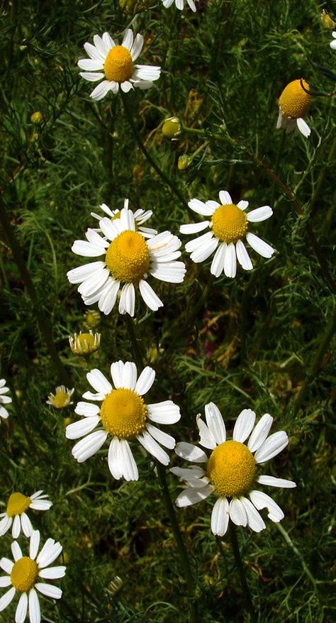 CHAMOMILE German - Chamomilla recutita German Chamomile, Seed Catalogs, Herb Seeds, Medicinal Plants, Garden Seeds, Cottage Garden, Lawn, Seeds, Herbs